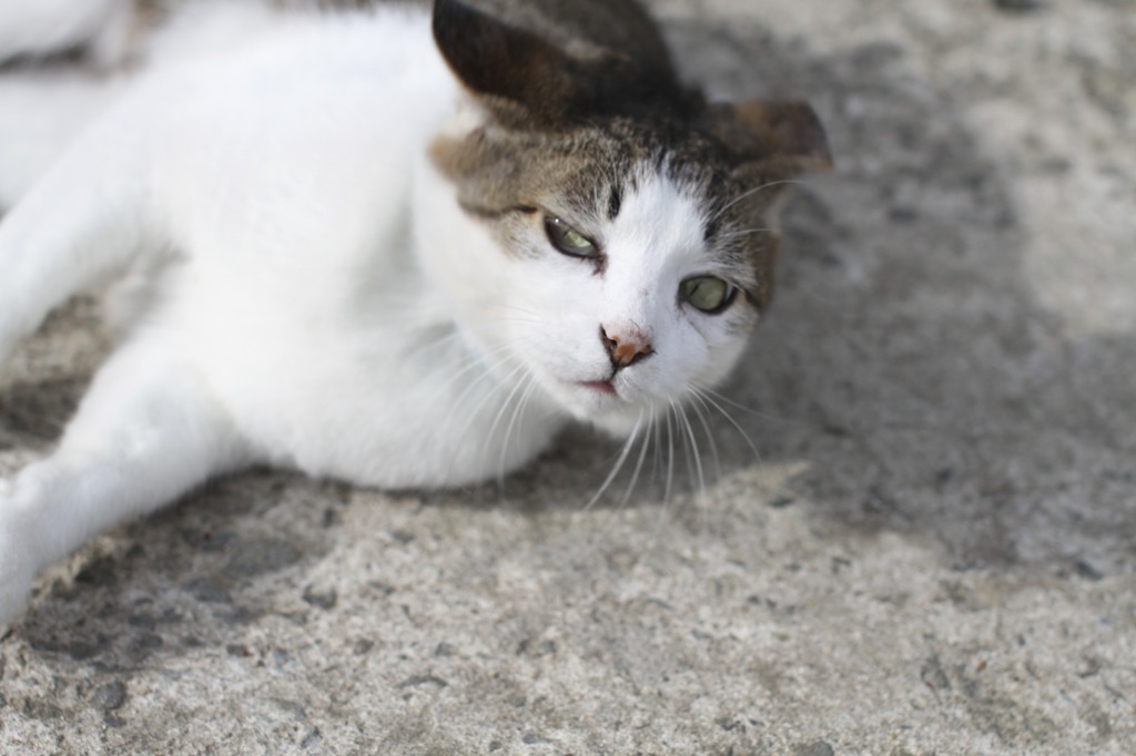 投込み堂の猫