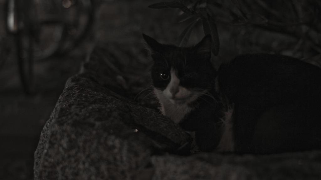 よるねこ