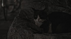 よるねこ