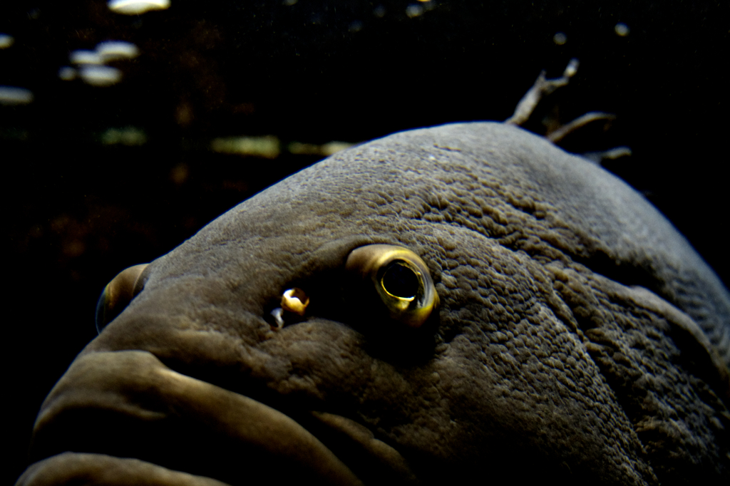 魚君