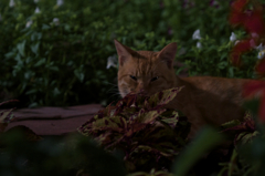 靱公園　猫