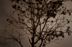 IMG_8570 