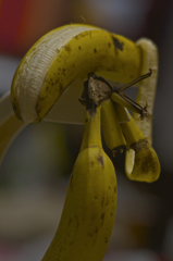 banana
