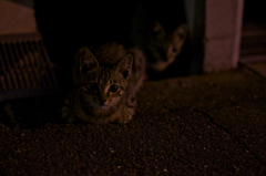 DSC01392　ねこ