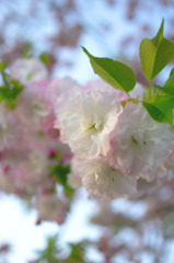 鍋割山の山桜
