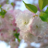 鍋割山の山桜