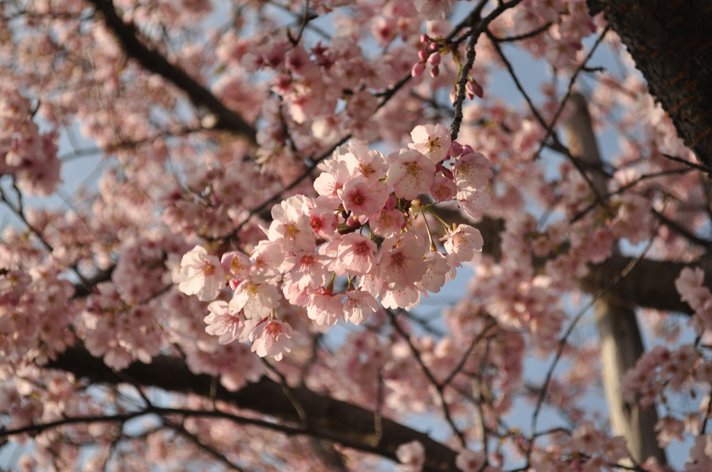 桜晴れ
