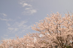 桜空