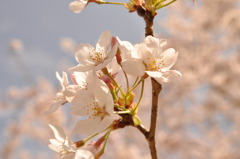 陽の光