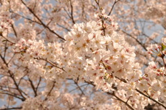 桜色の空