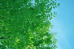 夏　空　快晴