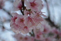 花霞