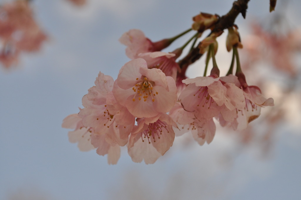 桜