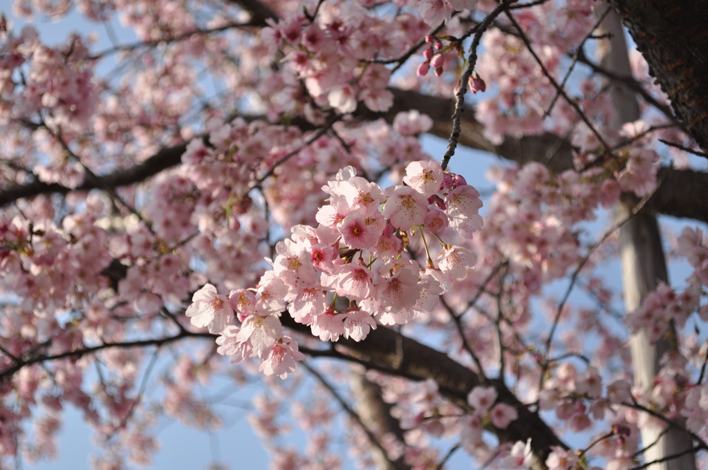 桜　光