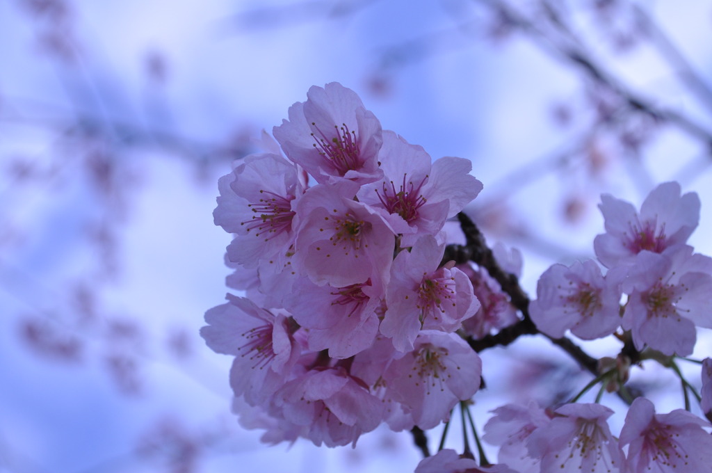 青桜