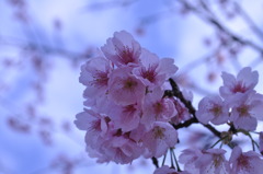 青桜
