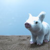 pig.