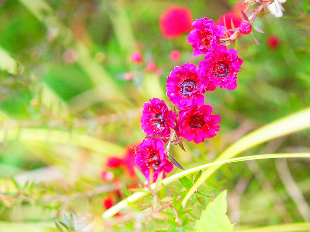 何ていうお花？