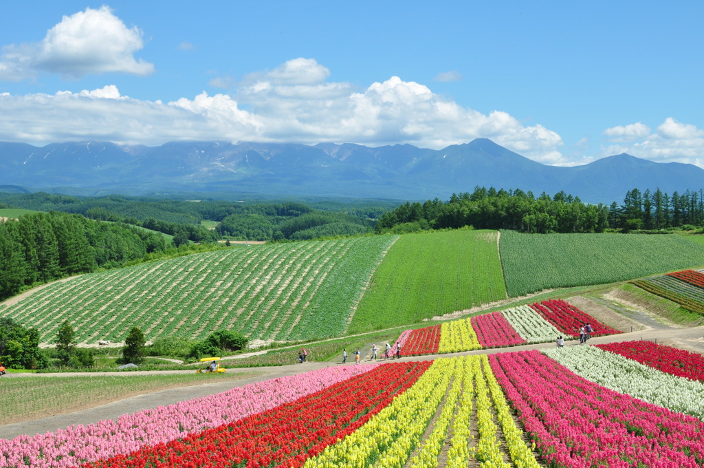 四季彩の丘と山々