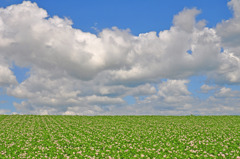 空と　雲と　　ジャガイモ畑