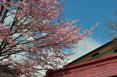 桜と空と屋根