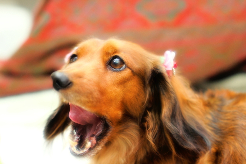 愛犬小町 2010-11ｰ26