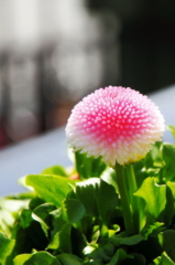 三宮駅周辺で見つけた花っぽいやつ！ 2011-04-10