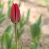 魅惑の花-labium minus pudendi-　2011-04-11