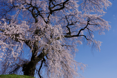 丘の上の桜