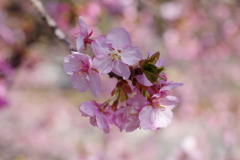 河津桜