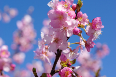 河津桜
