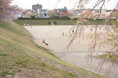 桜咲くグランド