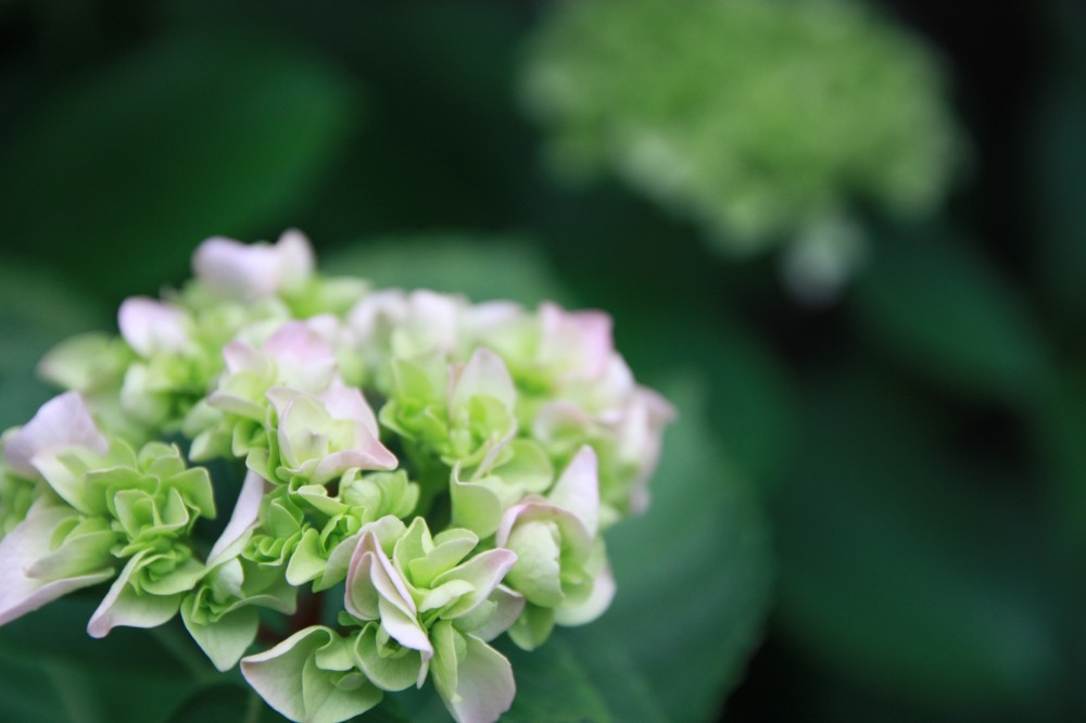 紫陽花