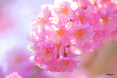 桜色