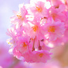 桜色