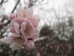 塊桜