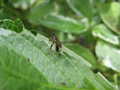 飛び立つ勇気