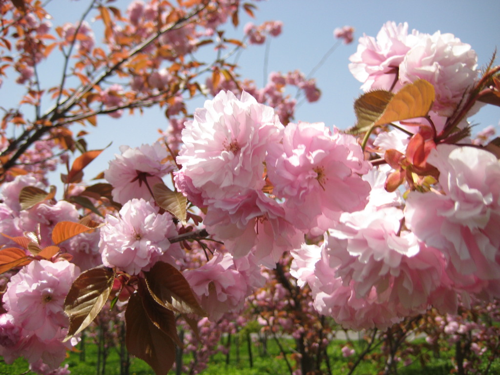 何の花だろ?