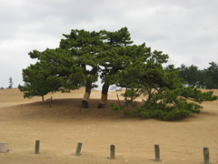 緑はどこへ
