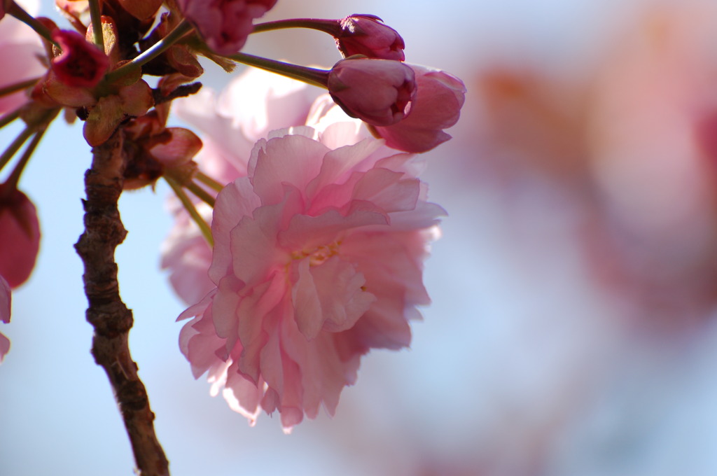 佐世保_弓張の桜２