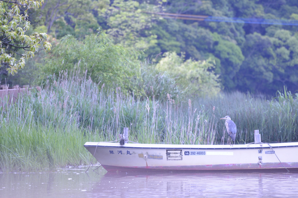 朝もやと廃船とカワウ