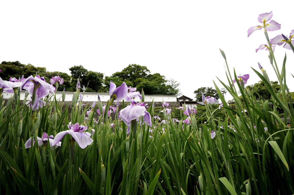 長崎_大村の菖蒲園