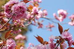 佐世保_弓張の桜３