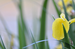 水辺の黄色い花（黄菖蒲？）