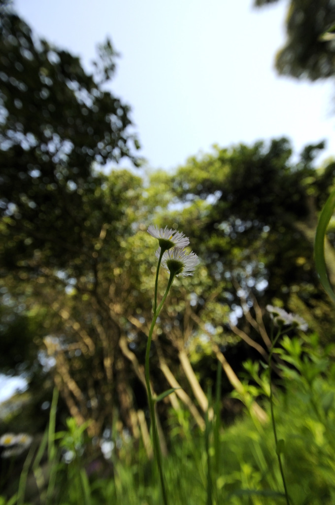 タンポポの見る風景