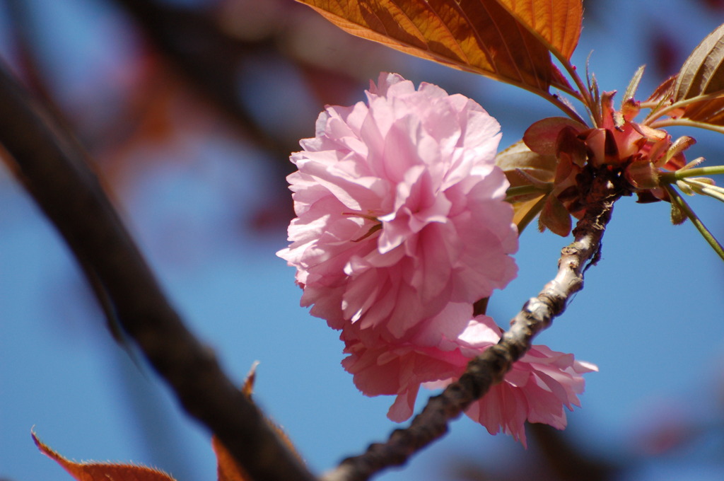 佐世保_弓張の桜１