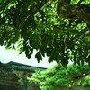 藤棚の木陰