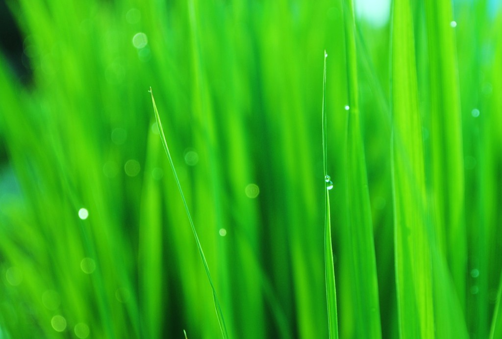green　glass
