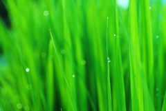 green　glass