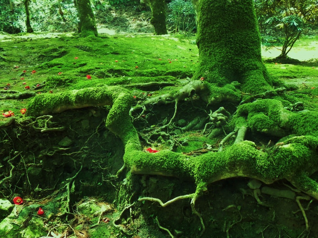 苔生す庭